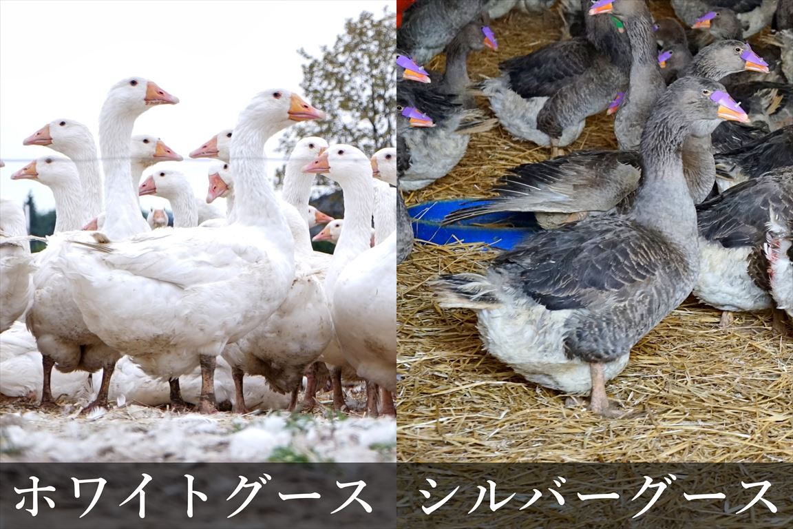 羽毛の種類と選び方 | グートン オンラインショップ